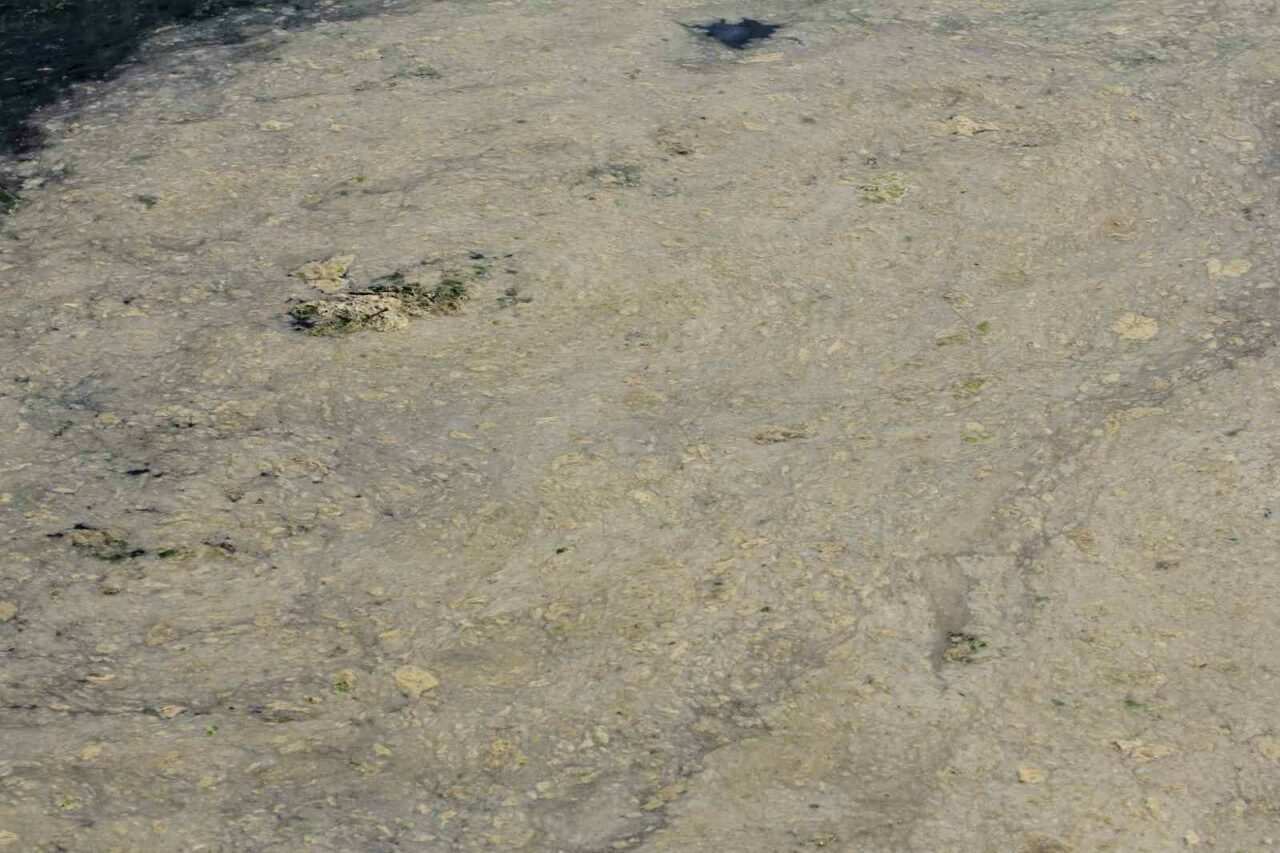 Bursa sahillerinde tehlike çanları!