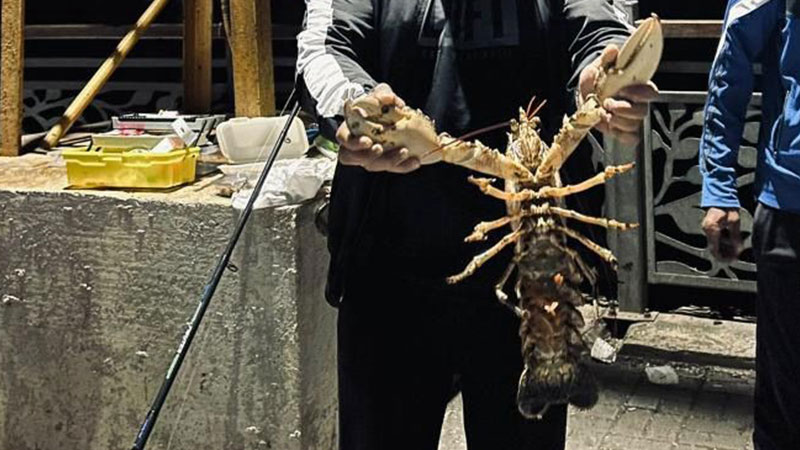 Bursa’da dev ıstakoz yakalandı: Şimdiye kadar en büyüğü… Bursa’da dev ıstakoz yakalandı: Şimdiye kadar en büyüğü…