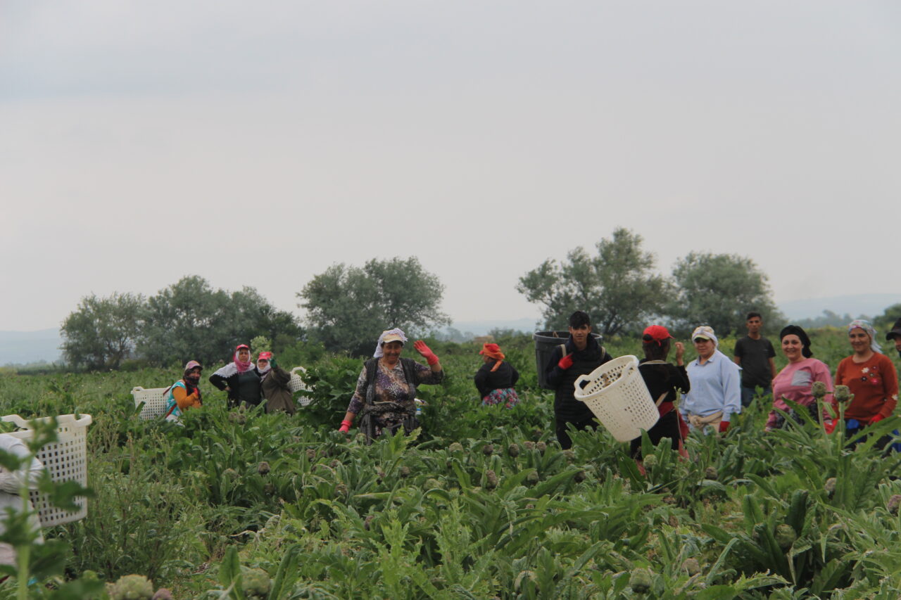 Bursa’nın coğrafi işaretli ürününde ilk hasat!