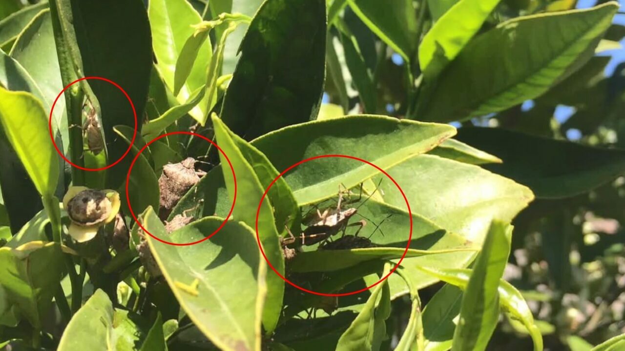 Bursa’nın iki mahallesinde böcek istilası Bursa’nın iki mahallesinde böcek istilası