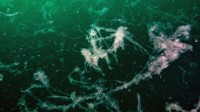 Kâbus Marmara’ya geri döndü