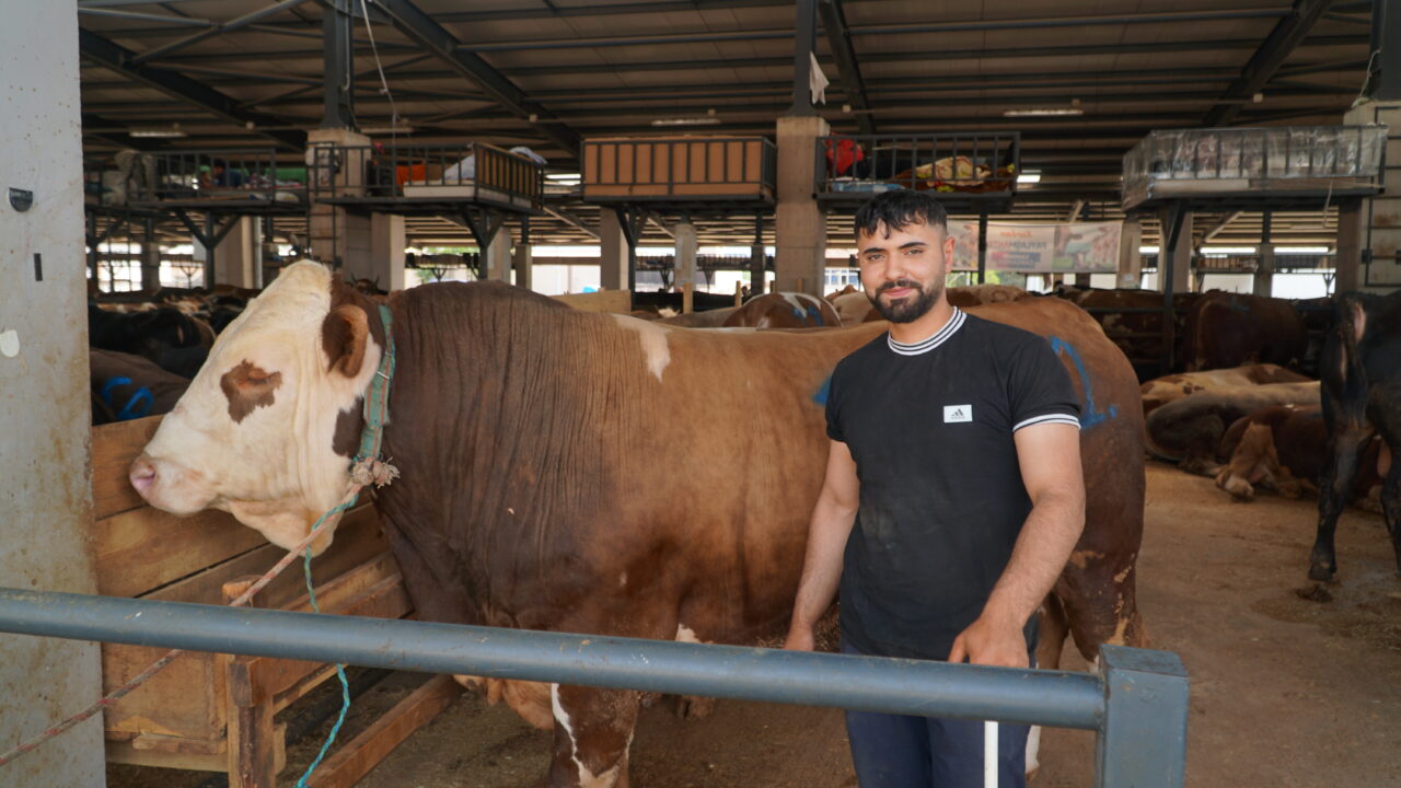 Bursa’da kurban pazarının 1 tonluk şampiyonu satıldı; İşte fiyatı…