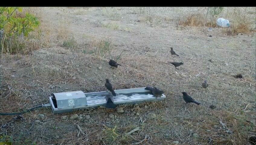 Bursa’da suluklar, yaban hayatının can damarı oldu