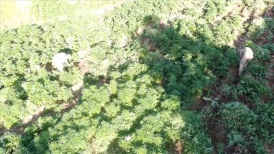 Bakan Yerlikaya açıkladı! Dev operasyon