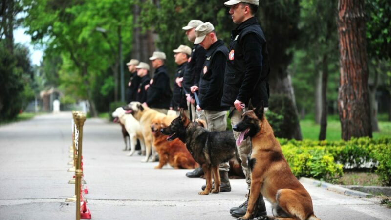 TSK’nın ‘kahraman köpekleri’ Bursa’da yetişiyor Türk Silahlı Kuvvetleri'nin (TSK) eğitimli köpekleri, Bursa'daki Askeri Veteriner Okulu