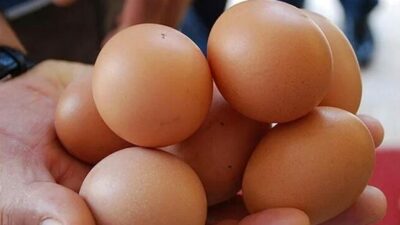 Yumurta ihracatına muafiyet kararı