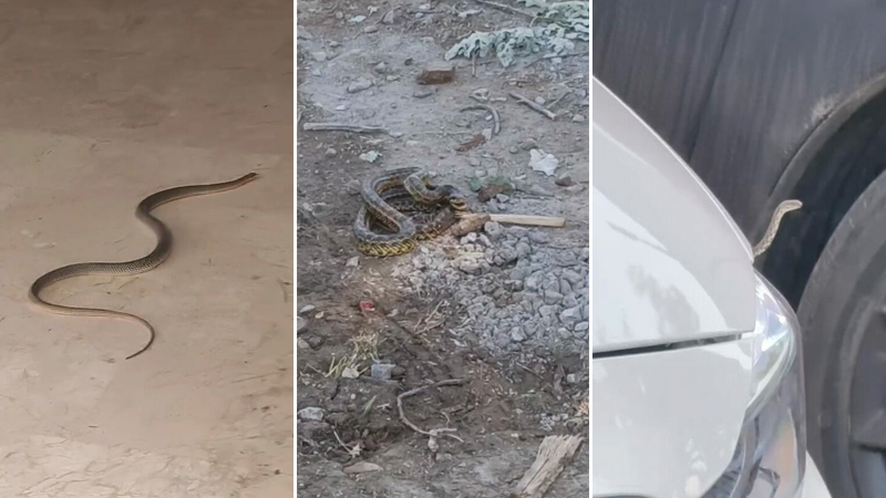 Bursa’da 4 mahallede ‘yılan’ tedirginliği