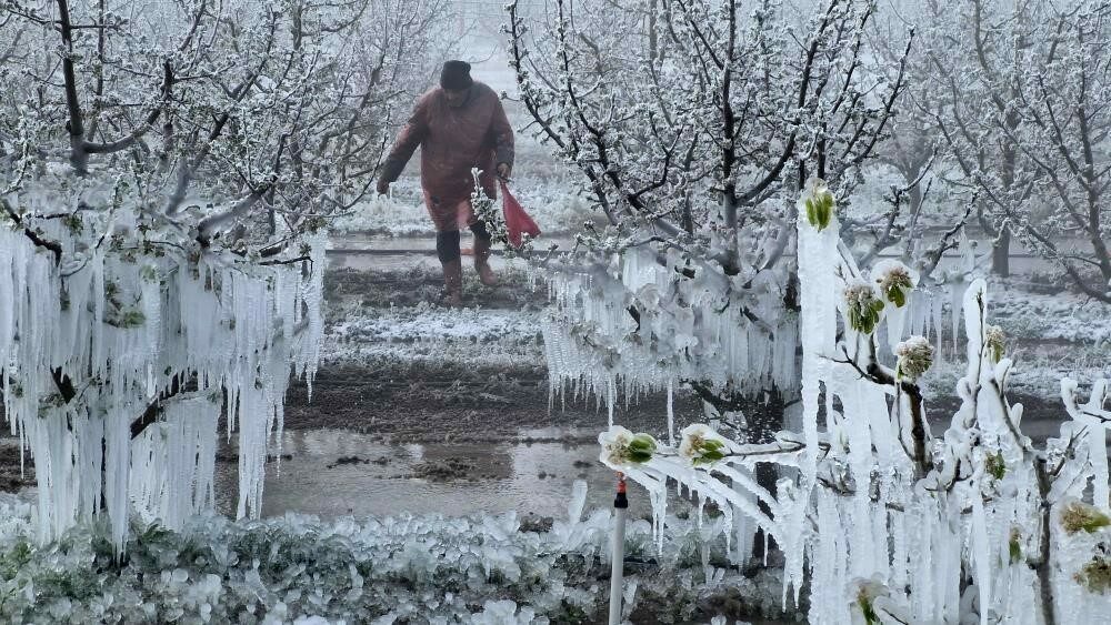 Zirai Don Meclis Araştırma Komisyonu 14 Mayıs’ta toplanıyor