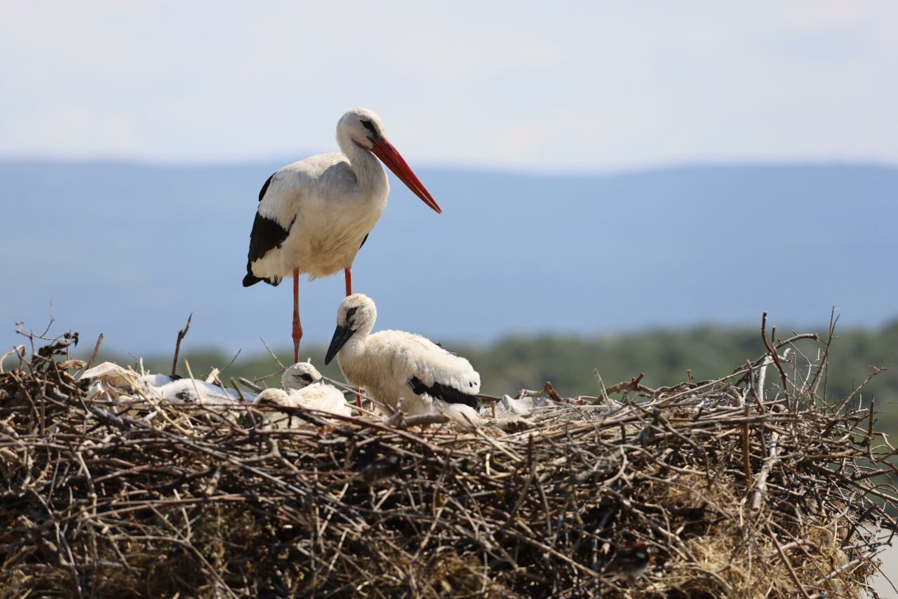 Bursa Leylek Şenliği’ne coşkulu start! İşte birbirinden renkli görüntüler