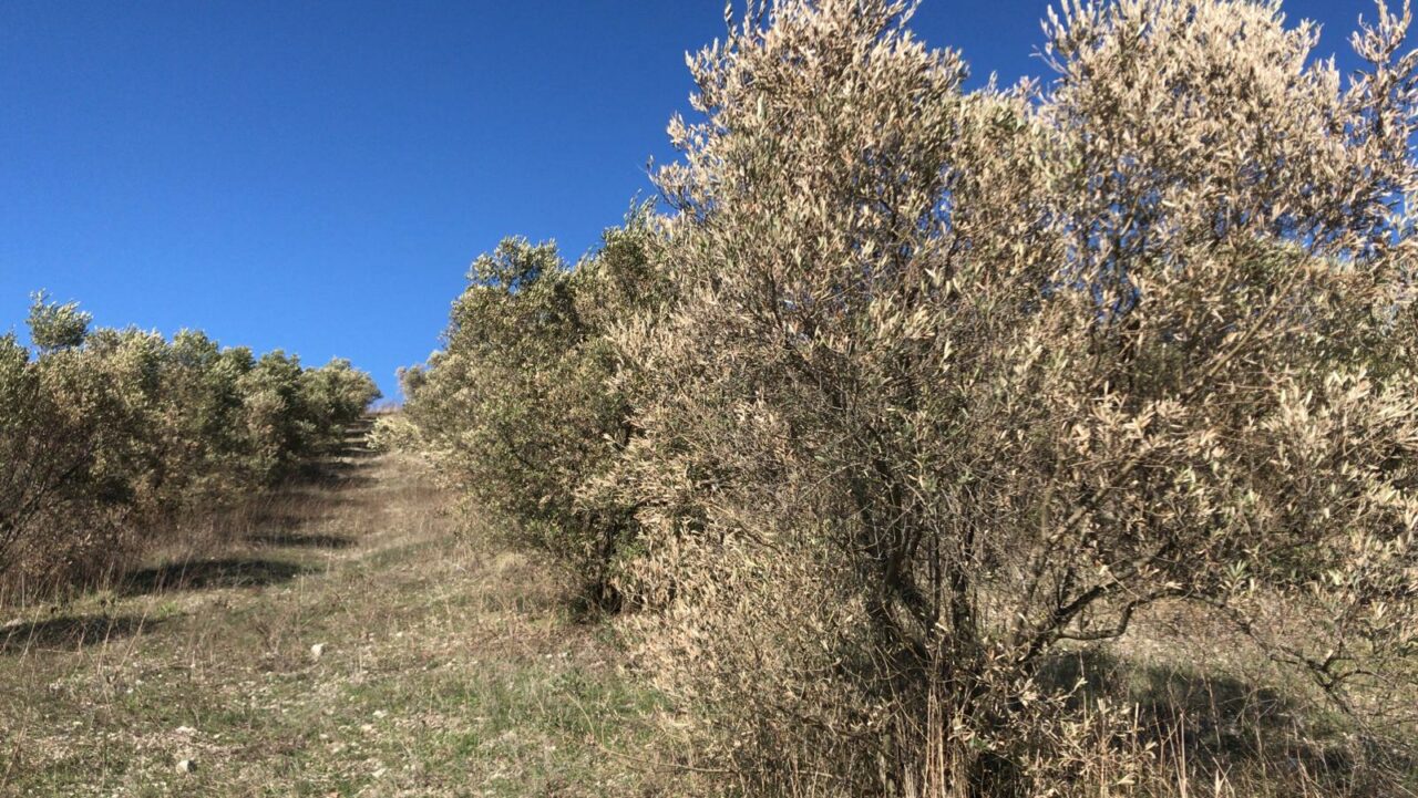 Bursa’daki zeytinlikler için kritik çağrı