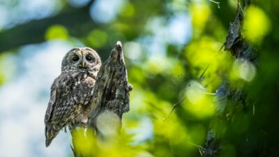 Bursa’da görüntülendi; Doğanın gizemli bekçileri