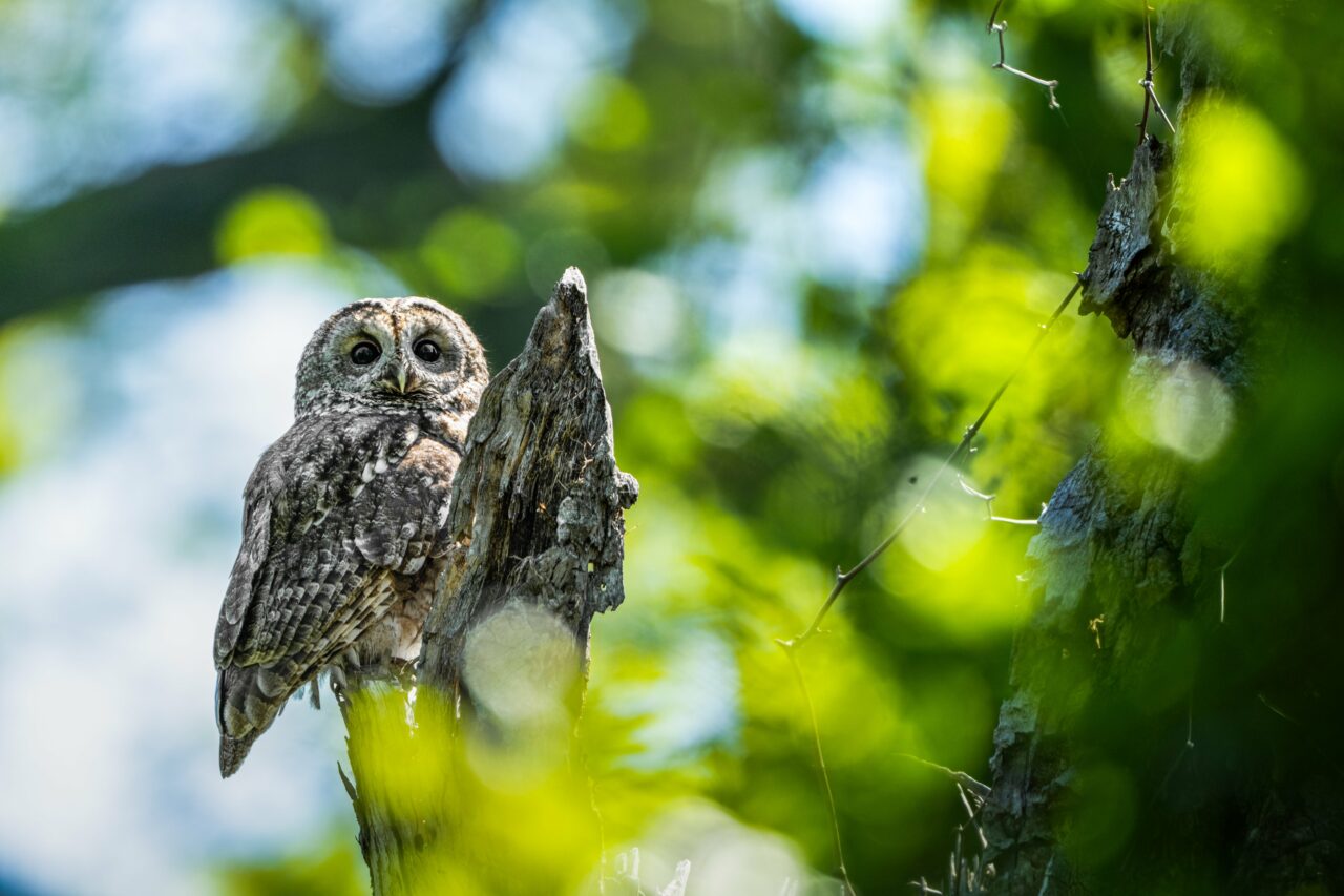 Bursa’da görüntülendi; Doğanın gizemli bekçileri