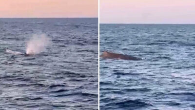 Antalya açıklarında balina sürprizi