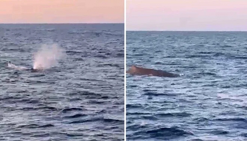 Antalya açıklarında balina sürprizi