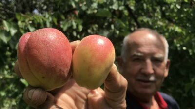 Bu ürünün tazesi 100, kurusu bin lira