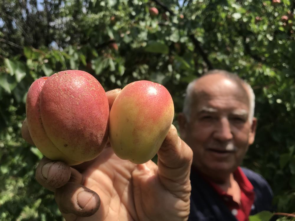 Bu ürünün tazesi 100, kurusu bin lira