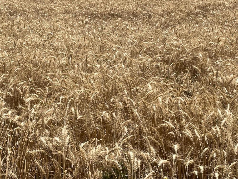 Makarnalık buğdayın tonu 2 bin 760 lira arttı