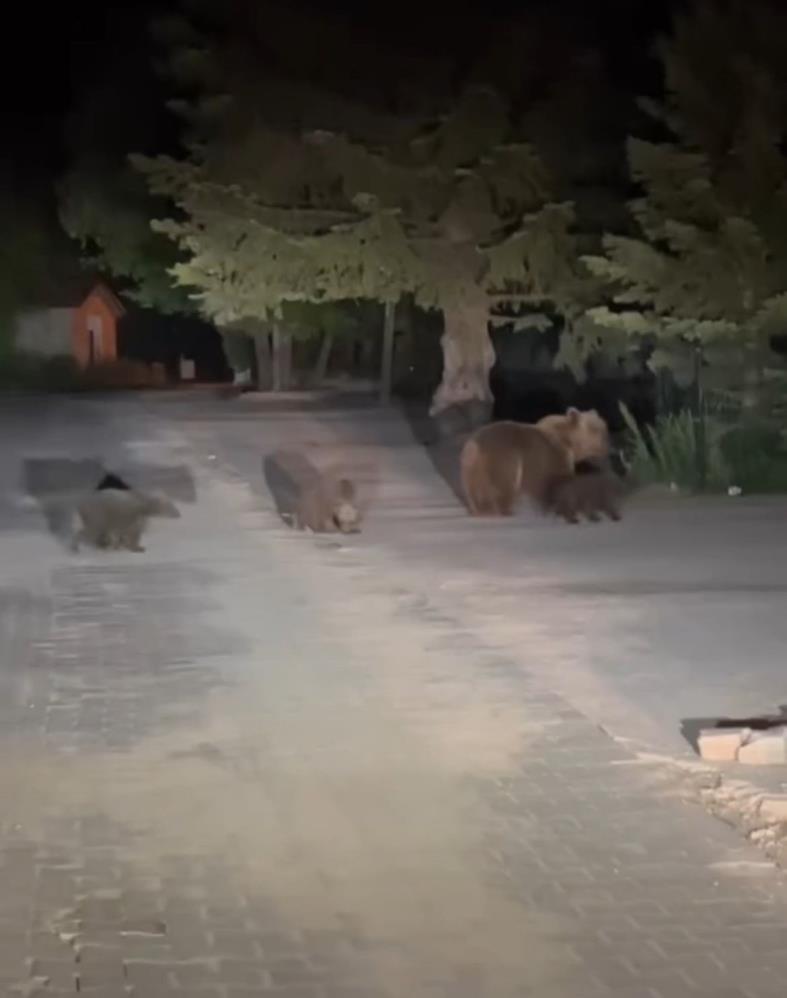 Bursa Uludağ’da ayı paniği