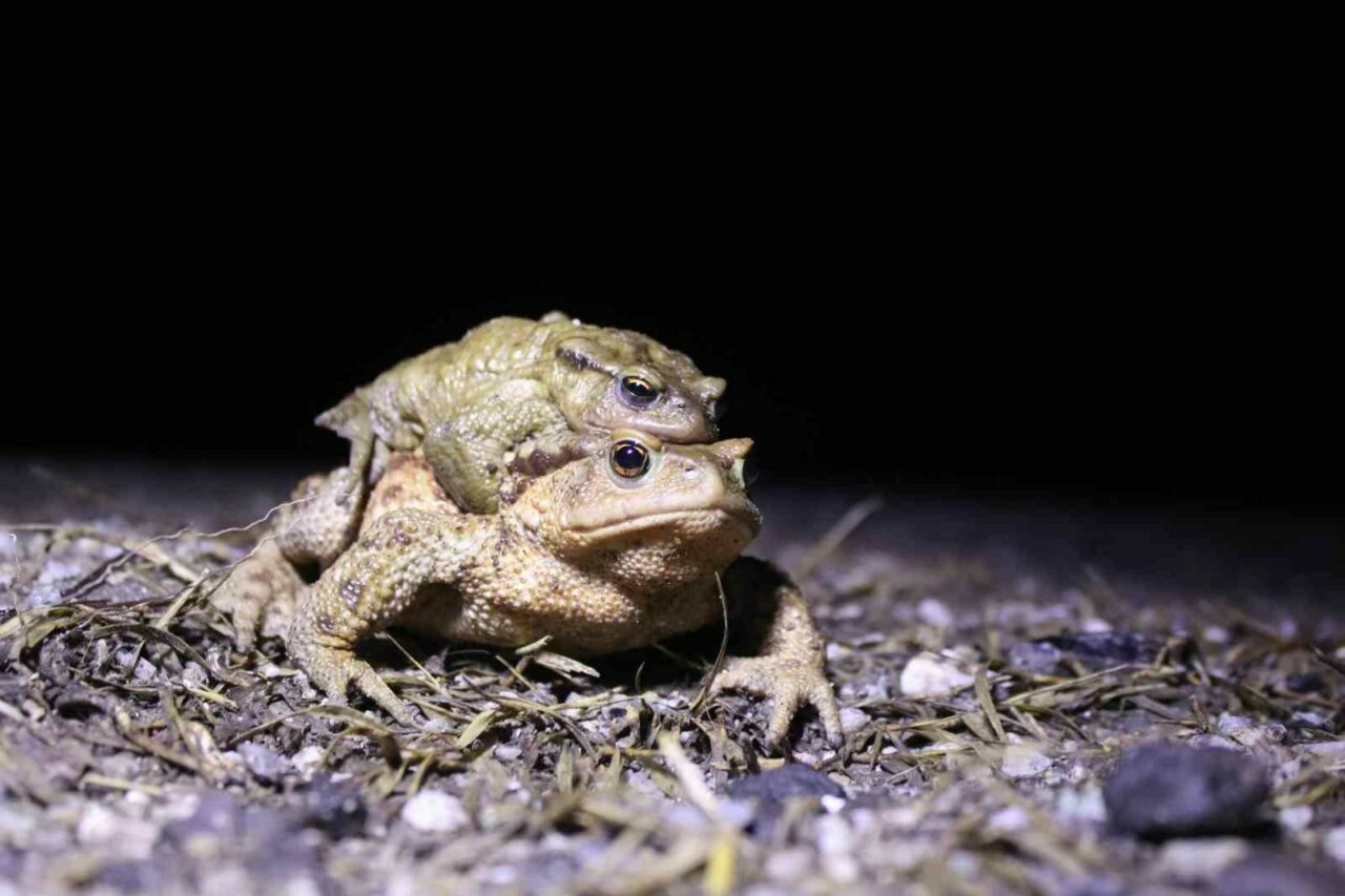 Bacağı 43 dolar kendisi 15 dolar Bacağı 43 dolar kendisi 15 dolar