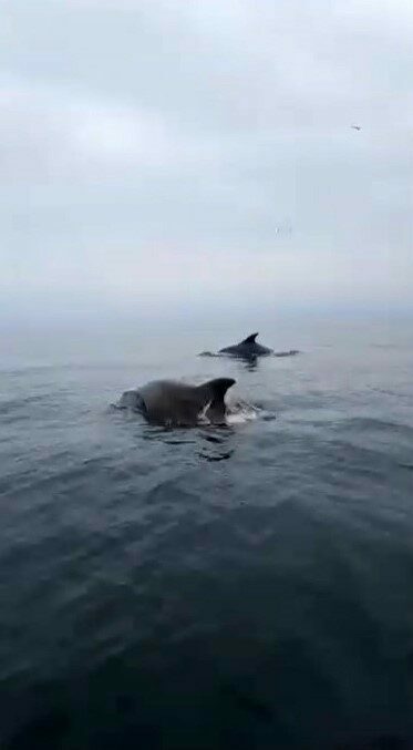 Bursa sahillerinde yunuslarla unutulmaz karşılaşma