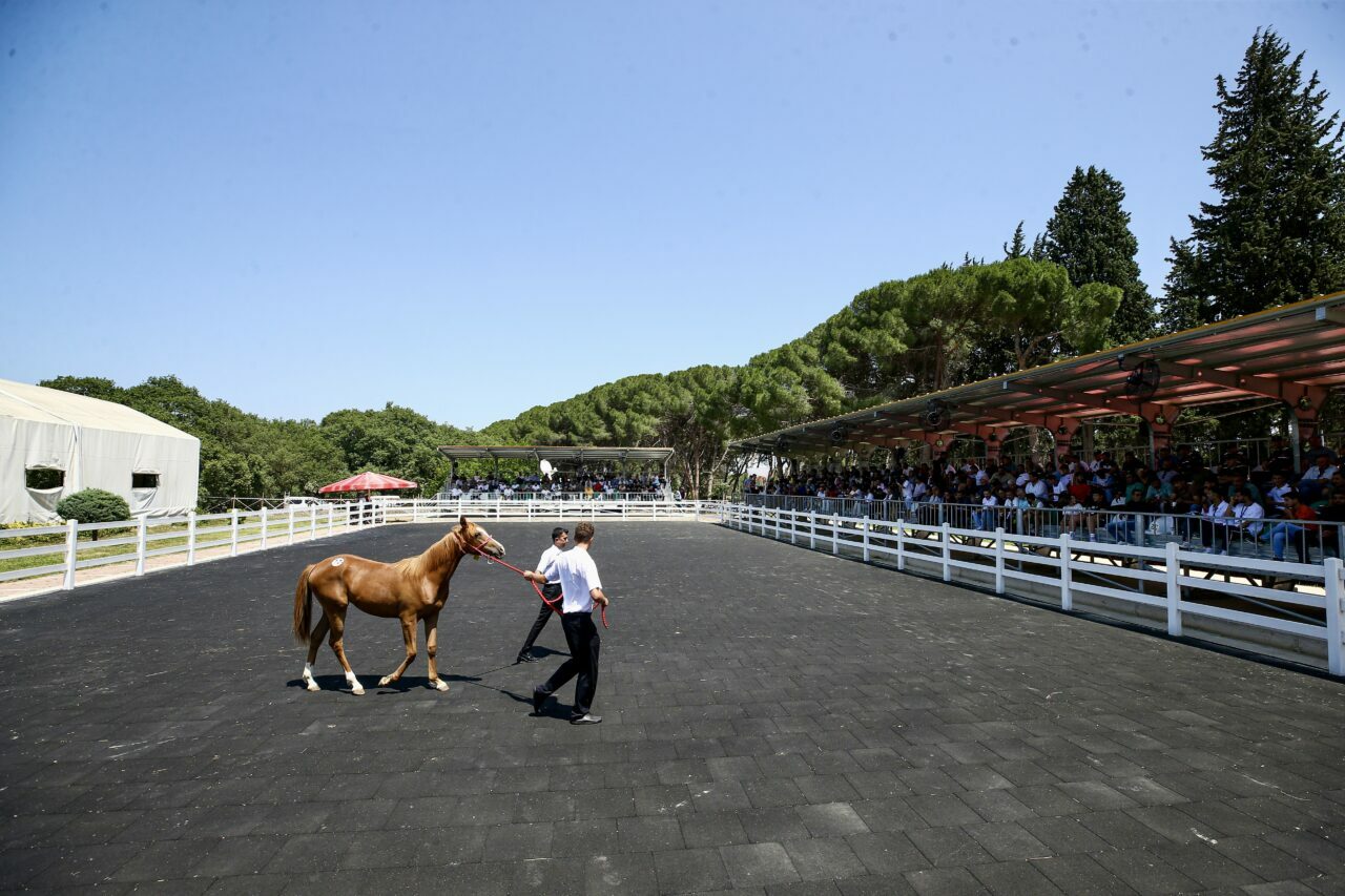 Bursa’da 55 safkan Arap tayı 31 milyon 20 bin liraya satıldı
