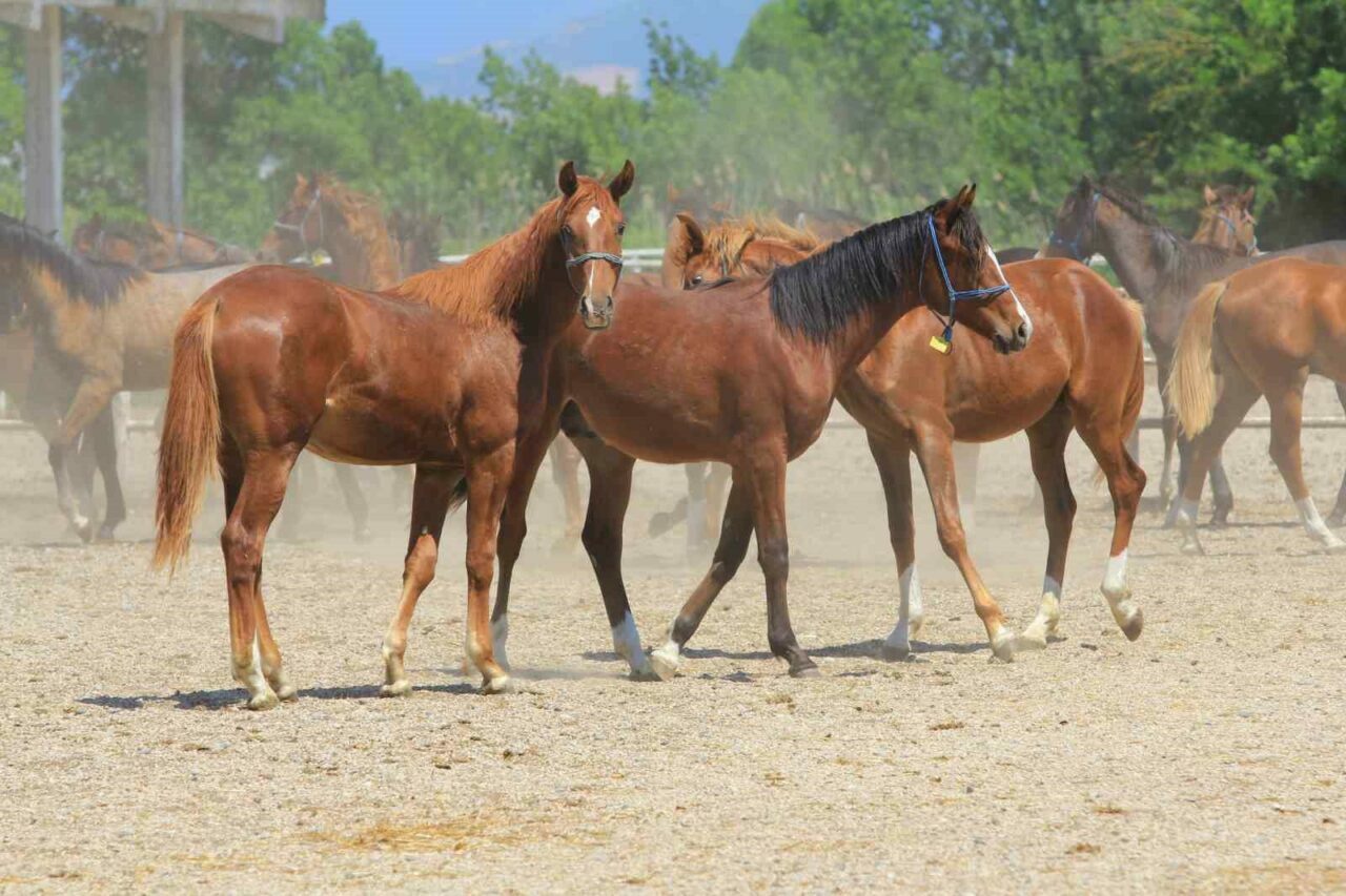 Bursa’da Baba Mevlüt, 2,5 milyon liraya yok satıyor Bursa’da Baba Mevlüt, 2,5 milyon liraya yok satıyor