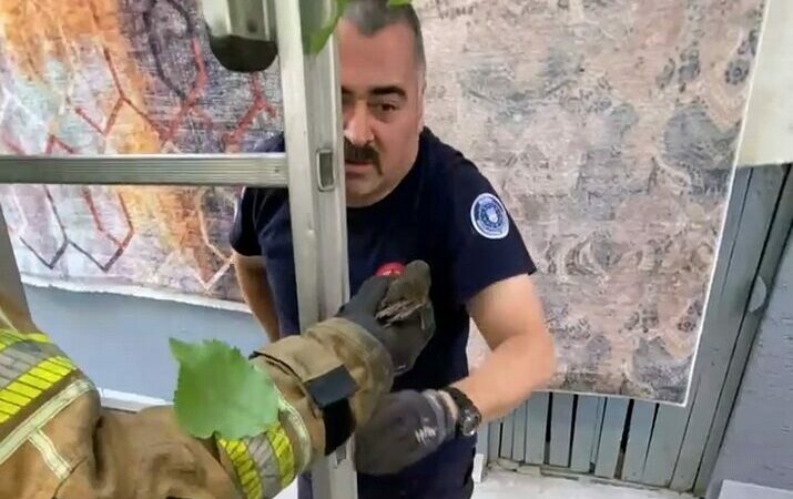 Bursa’da çatıya sıkışan ebabil kuşunu itfaiye görevlisi kurtardı Bursa'nın İnegöl ilçesinde çatıdaki yağmur suyu kanalına sıkışan ebabil kuşu,