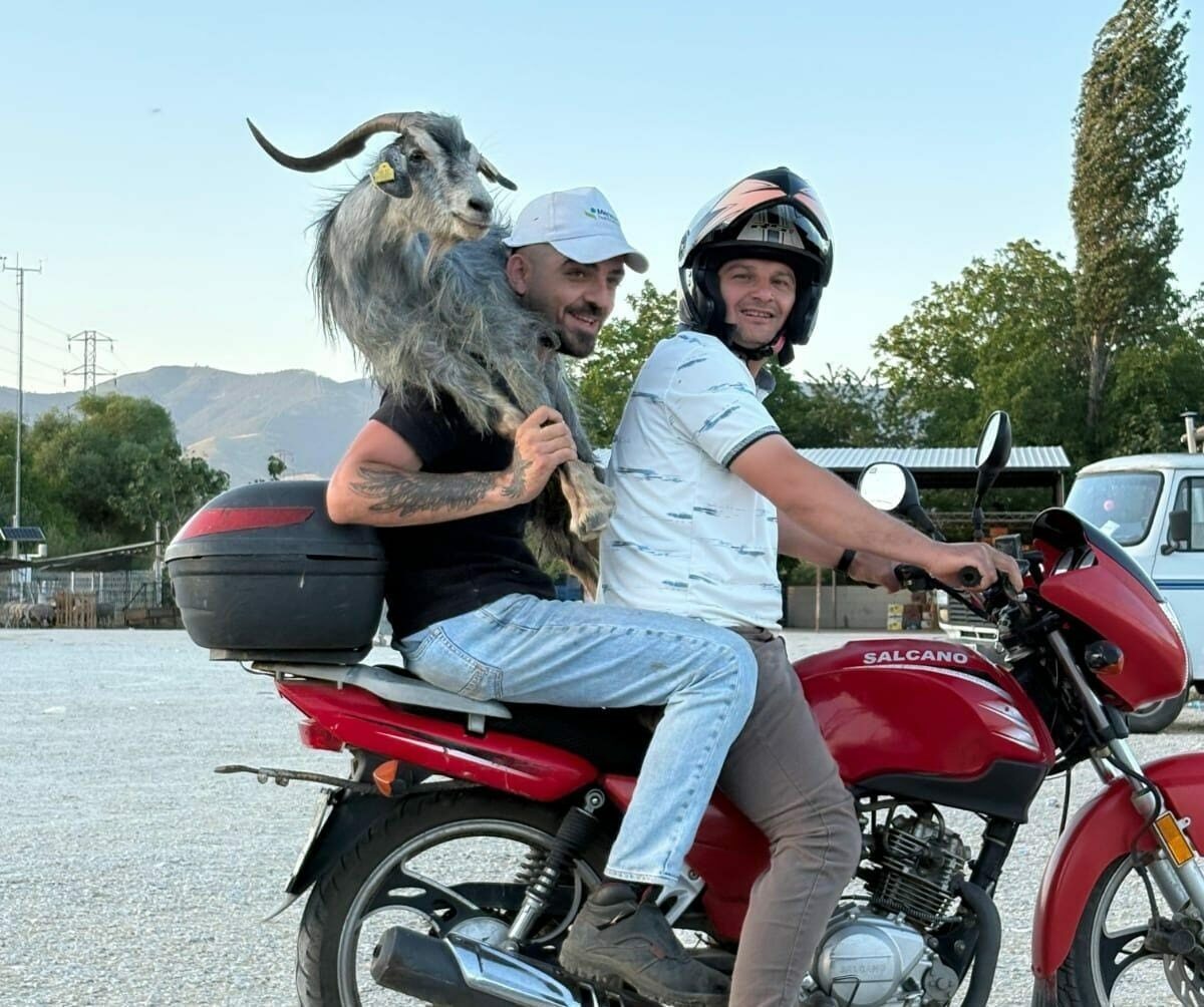 Bursa’da gülümseten olay! Kaçan keçiyi böyle götürdüler