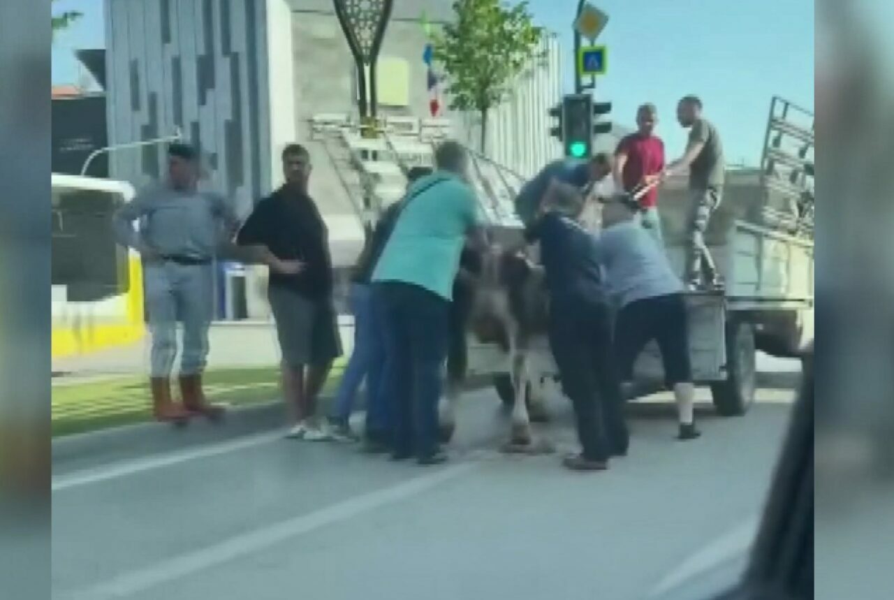 Bursa’da kaçak kurbanlık alarmı