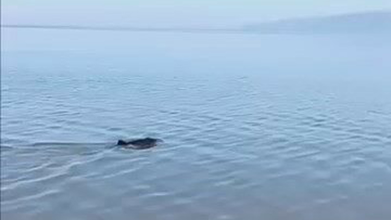 Bursa’da karaya vuran yunus kurtarıldı