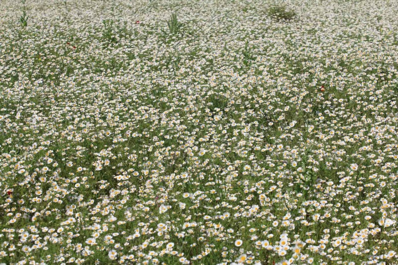Bursa’da kartpostallık görüntüler Bursa’da kartpostallık görüntüler