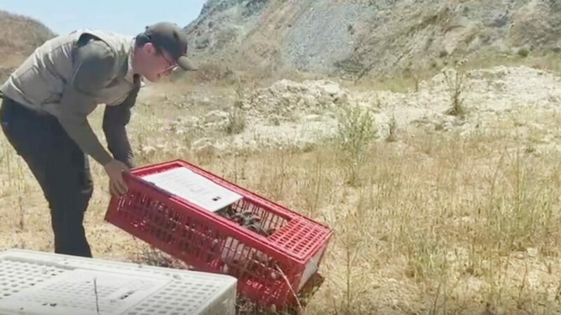 Bursa’da kene savaşçıları devrede Bursa’nın Mustafakemalpaşa ilçesinde doğaya 100 adet keklik salımı gerçekleştirildi. Doğa