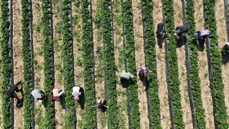 Bursa’da ’kırmızı elmas’ hasadı başladı: 4 ülkeye ihraç edilecek Bursa’nın İnegöl ilçesinde üretilen ’kırmızı elmas’ olarak nitelendirilen Kurşunlu çileğinde