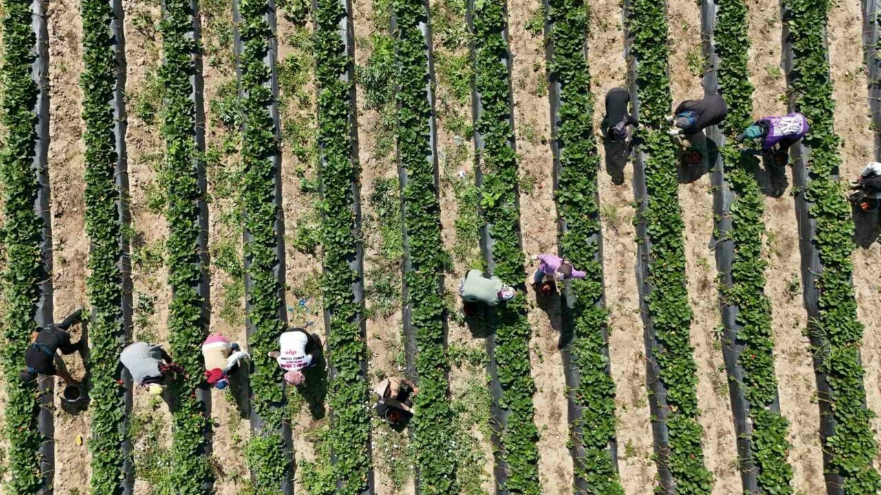 Bursa’da ’kırmızı elmas’ hasadı başladı: 4 ülkeye ihraç edilecek Bursa’da ’kırmızı elmas’ hasadı başladı: 4 ülkeye ihraç edilecek
