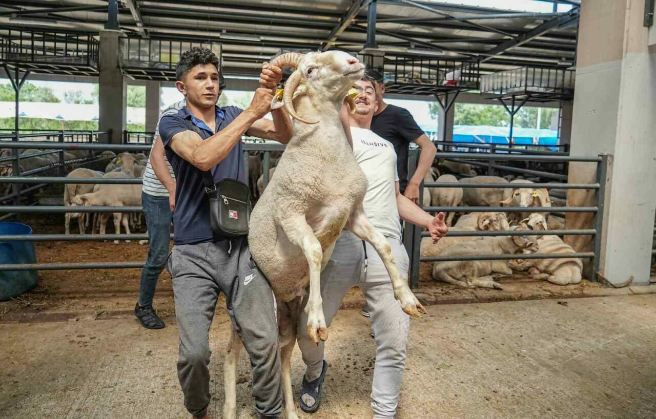 Bursa’da kurban pazarının gözdesi! Görenler şaşırıyor