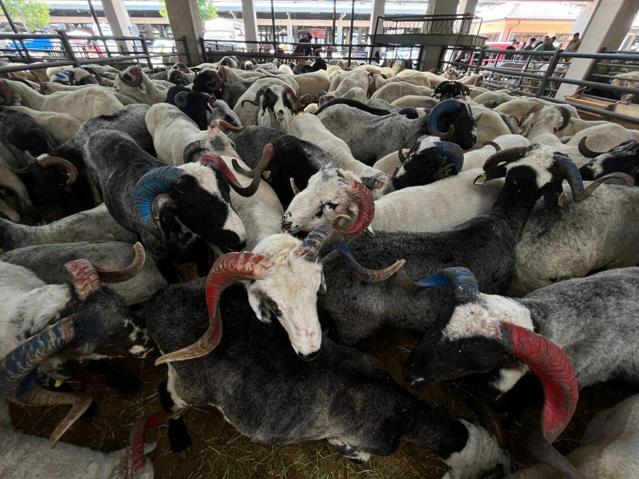 Bursa’da pazarın gözdesi oldular