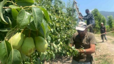 Bursa’da tonlarca meyveyi koparıp yere atıyorlar