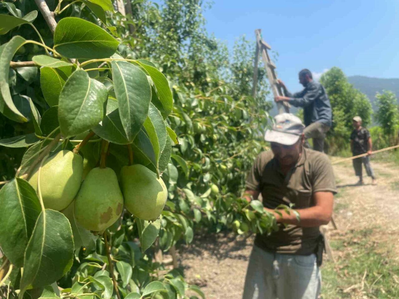 Bursa’da tonlarca meyveyi koparıp yere atıyorlar