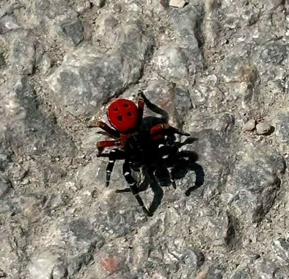 Bursa’da zehirli uğur böceği alarmı! Bursa’da zehirli uğur böceği alarmı!