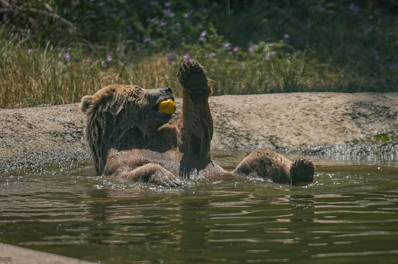 Bursa’da 7/24 kontrol altındalar! Hepsinin keyfi yerinde