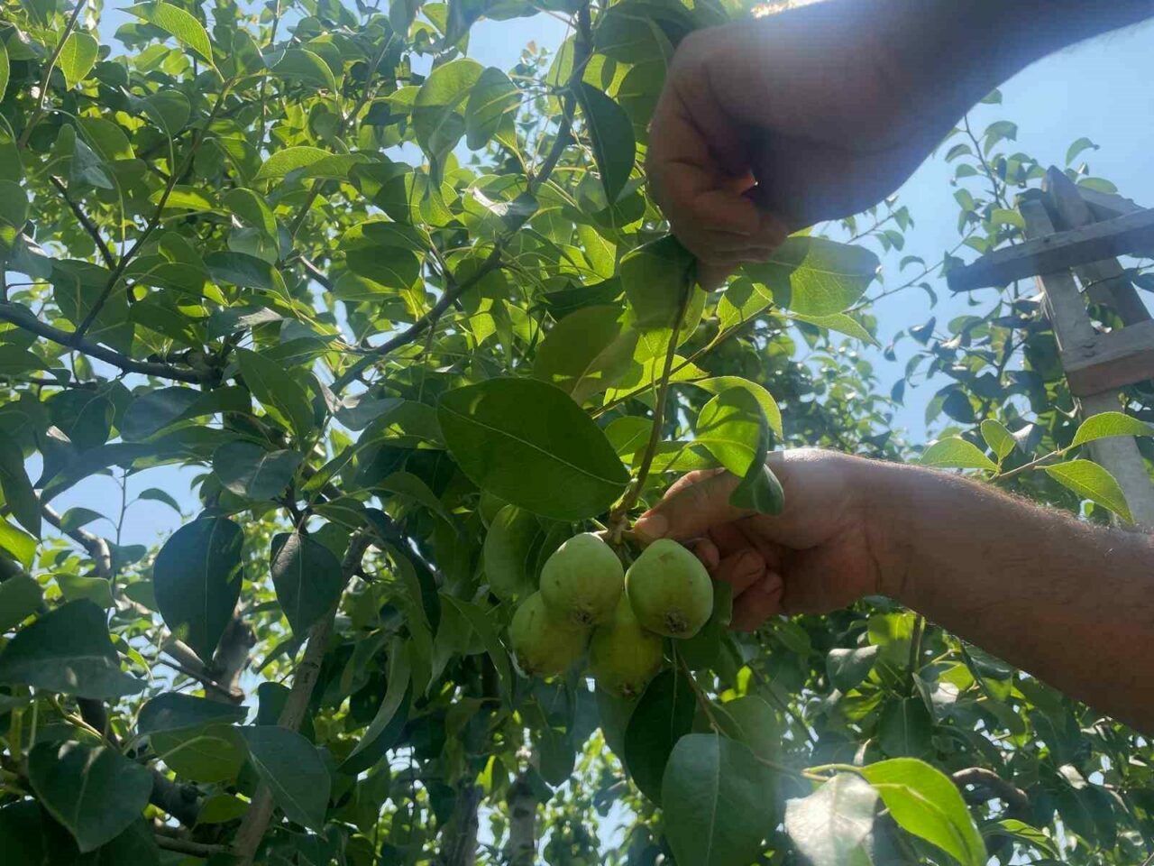 Bursa’nın Santa Maria’sının fiyatı belli oldu