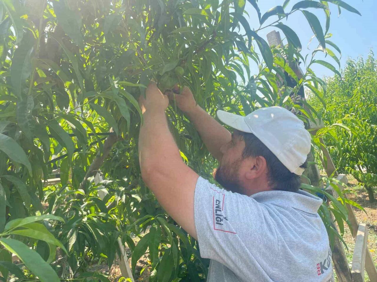 Bursa’nın tescilli markalarında hasat zamanı! Günde 1200 lira kazanıyorlar