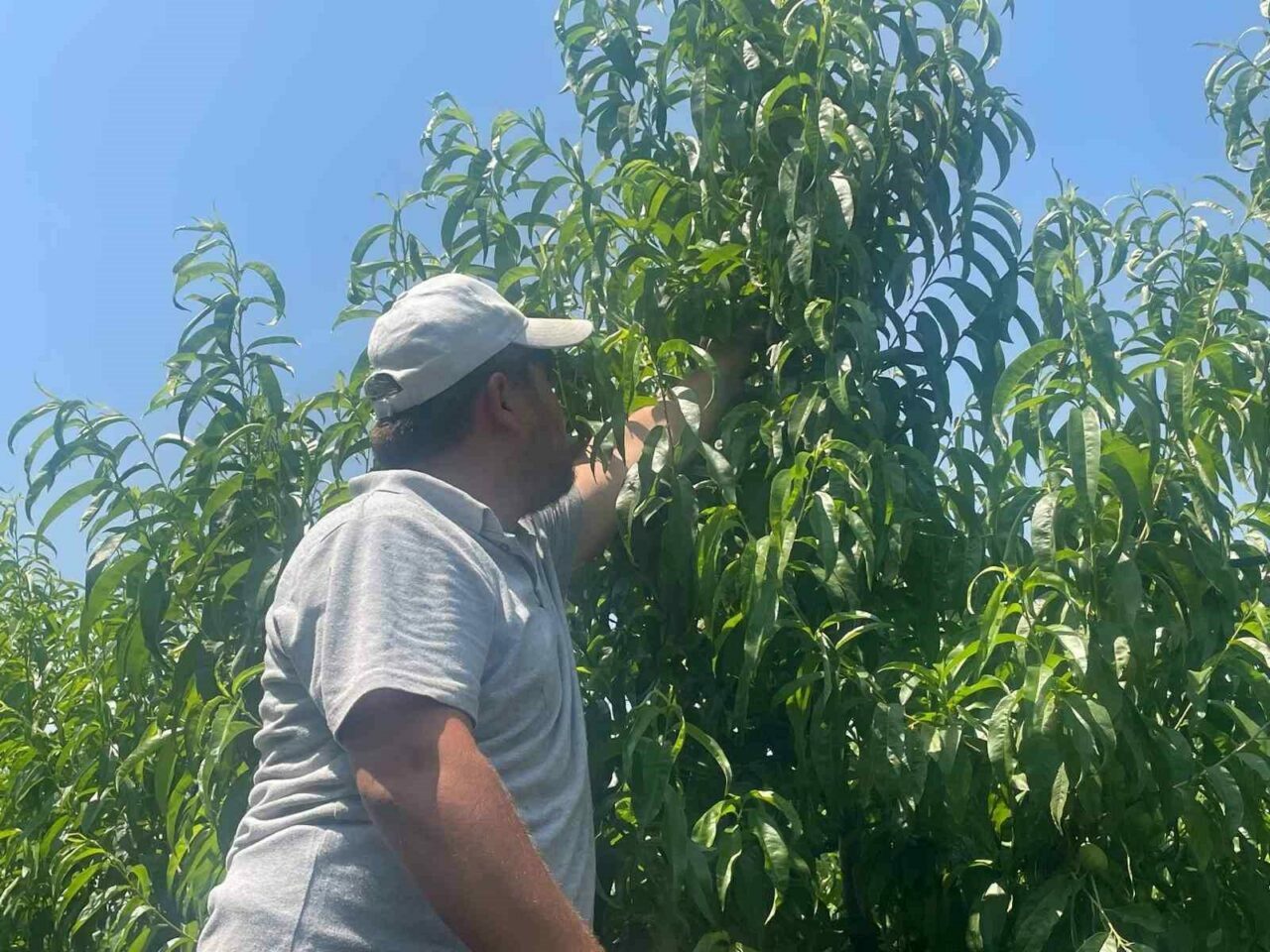 Bursa’nın tescilli ürününün bu yılki satış fiyatı belli oldu