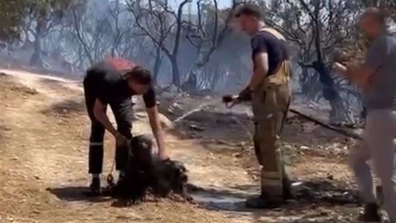 Bursa’da yangından kurtarılan canlar böyle görüntülendi