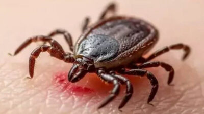 Keneye bir kurban daha: Can kaybı 16’ya çıktı