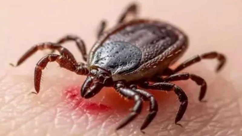 Keneye bir kurban daha: Can kaybı 16’ya çıktı Keneye bir kurban daha: Can kaybı 16’ya çıktı