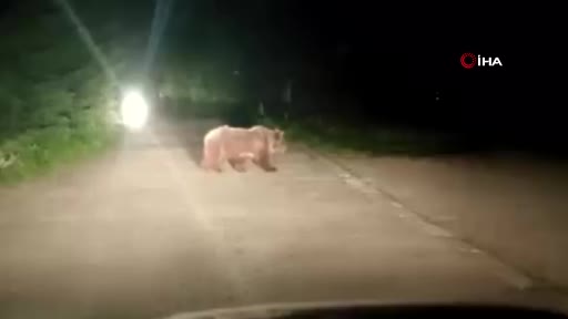 Bursa’da o anlar kamerada! Yiyecek arayan ayılar…