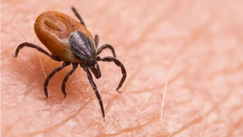 Kene kabusu büyüyor: Ölü sayısı 8’e çıktı