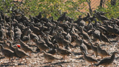 Kene ile doğal mücadele! Yüzlerce keklik doğaya salındı