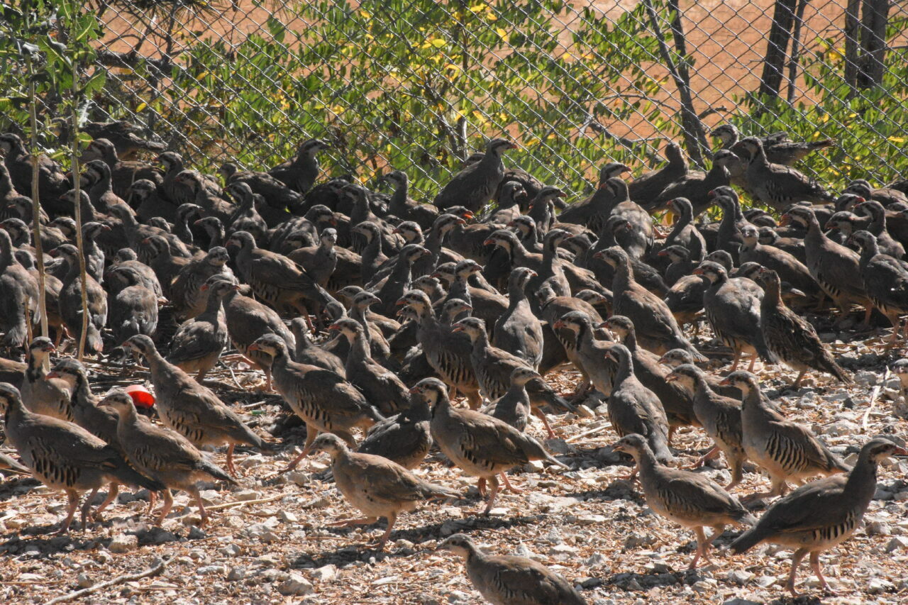 Kene ile doğal mücadele! Yüzlerce keklik doğaya salındı